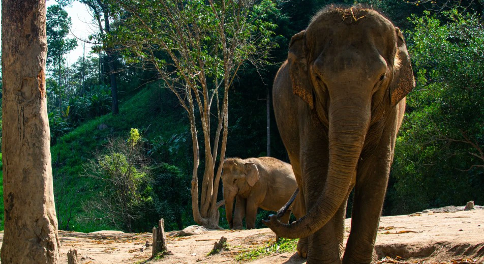 Visit to the Elephant Conservation Sanctuary