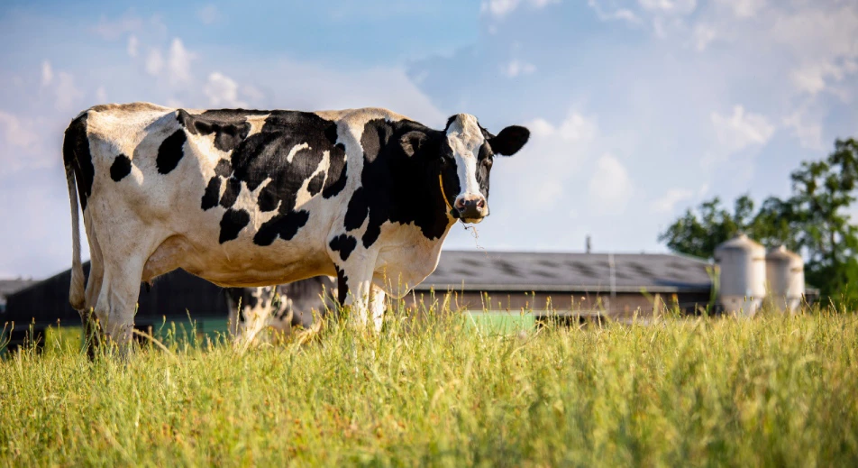 Visite d'une ferme laitière
