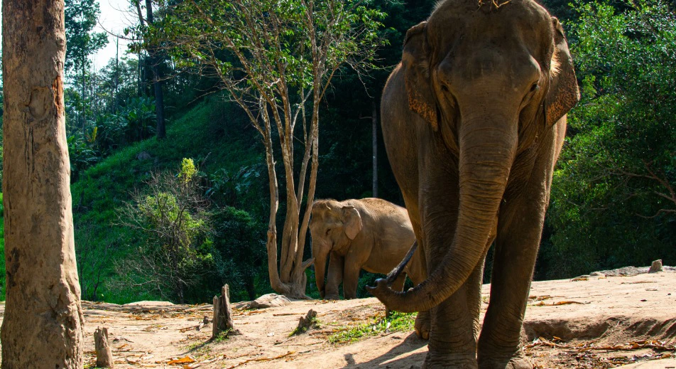 Visite d'un sanctuaire d'éléphants