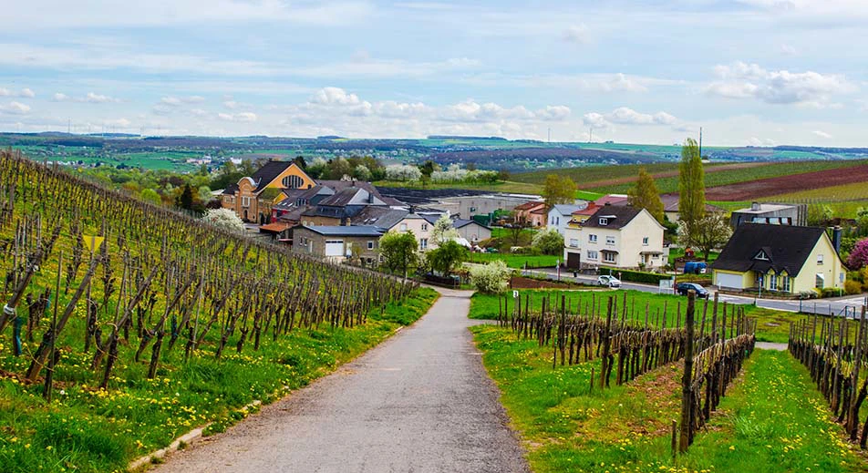 Visite des Caves St Martin et dégustation de vin