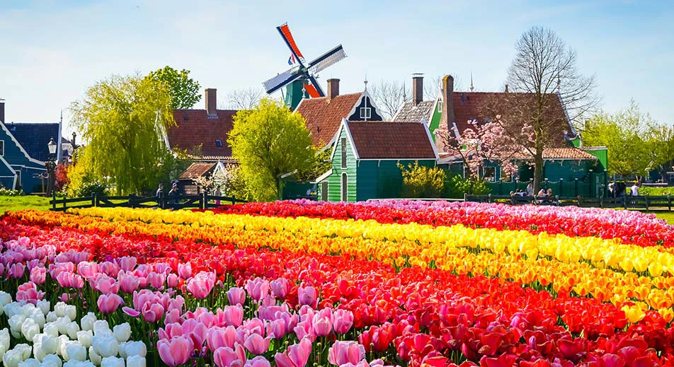 Visite au parc floral du Keukenhof