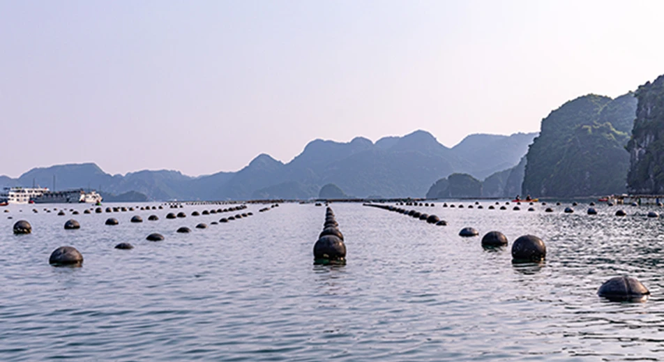 Visite de la plus grande ferme perlière de la baie d'Ha Long, Tung Sau