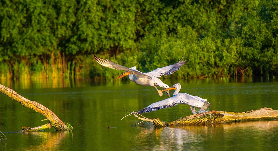 Excursion dans le Delta du Danube