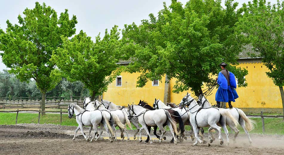 Excursión a la Puszta