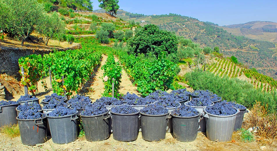 Pinhao & dégustation de vin de Porto