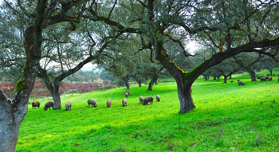 Visite d’un pâturage sur la route du jambon