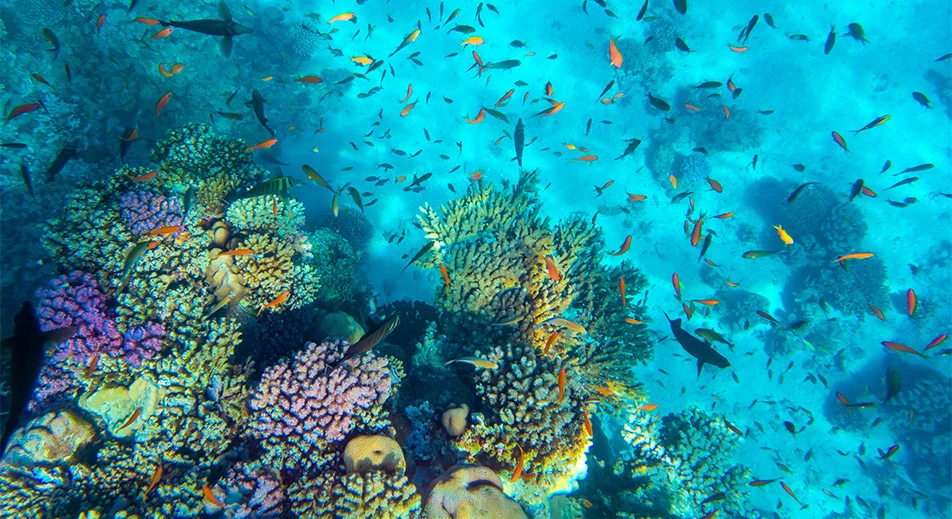 Plongée en apnée à Sharm El Luli