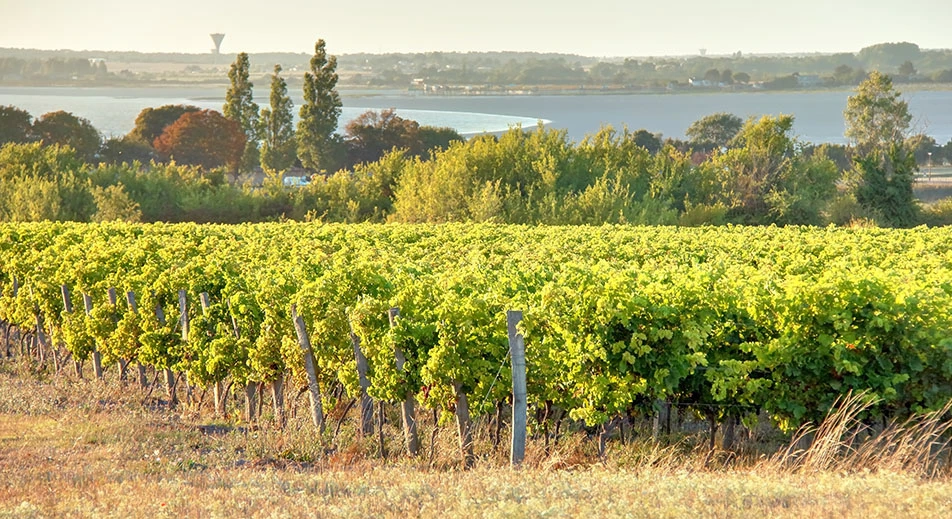 La route du Muscadet