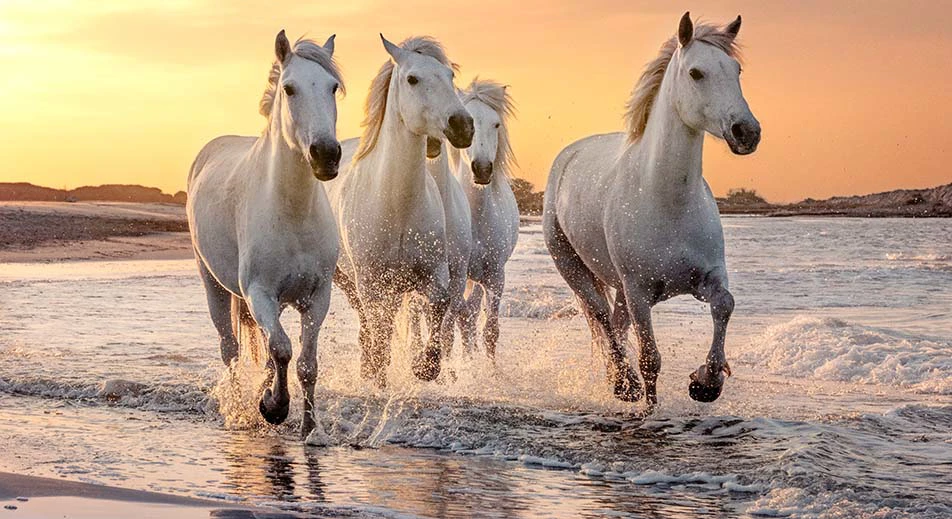 La Camargue et visite d’une manade