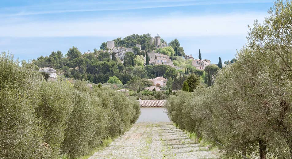 Visite guidée d'Arles et d'un domaine de fabrication d'huile d'olive