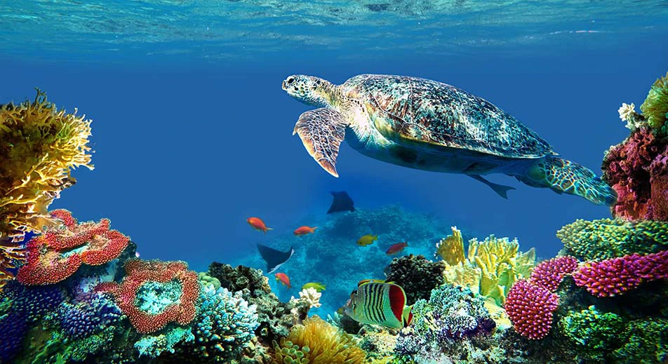 Plongée en apnée entre les tortues de mer et les raies léopards à Tintamarre