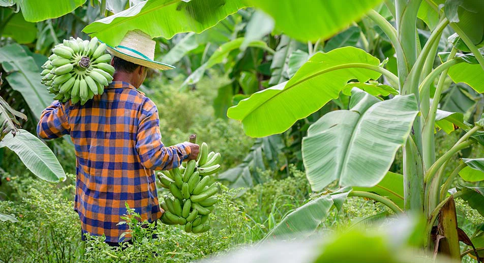 Visite d'un verger de fruits dans le village