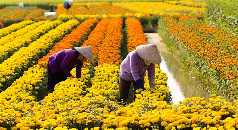 Visite des jardins fleuris de Hòa An
