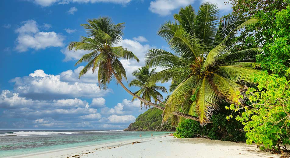 Promenade sur les sentiers entre les cocotiers