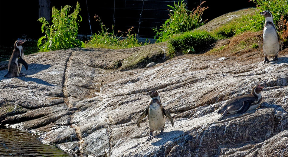 Excursion à l’aquarium d'Alesund et mont Aksla