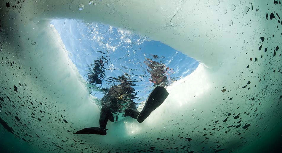Plongeon polaire