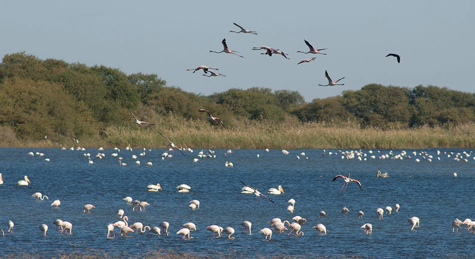 Visite du parc des oiseaux du Djoudj