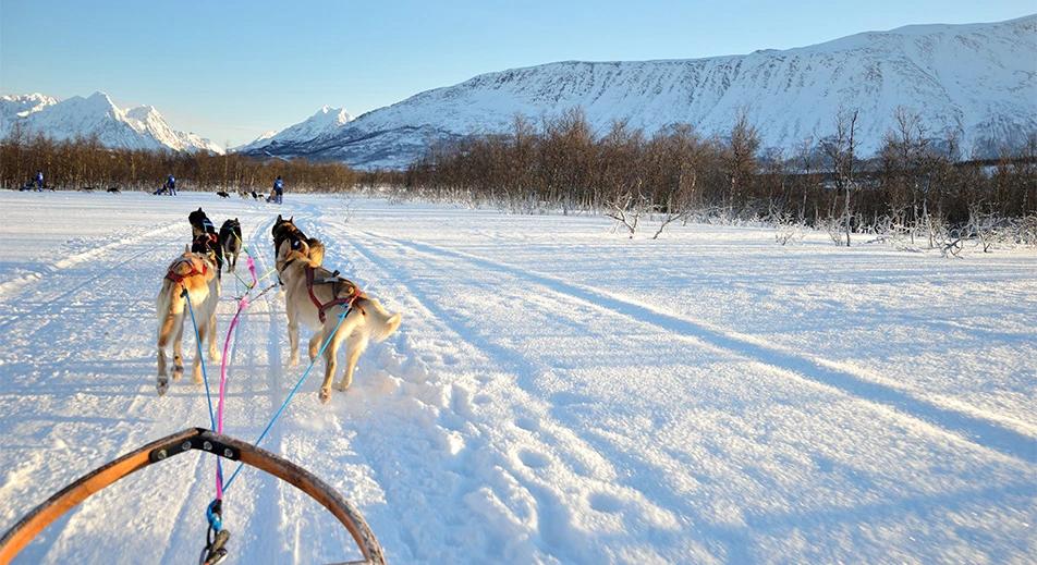 Traîneau à chiens à Tromsø