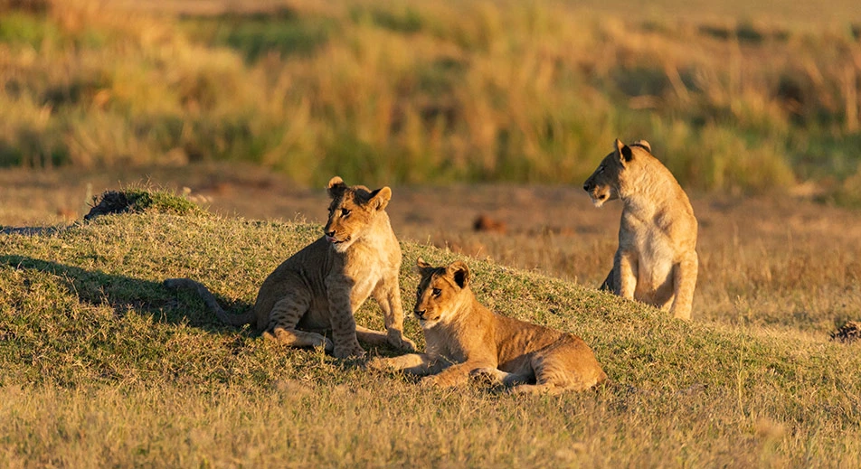 Safari terrestre et nautique dans le parc national de Matusadona