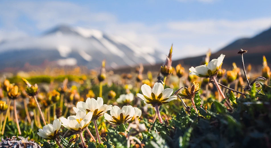 Fleurs et fjords