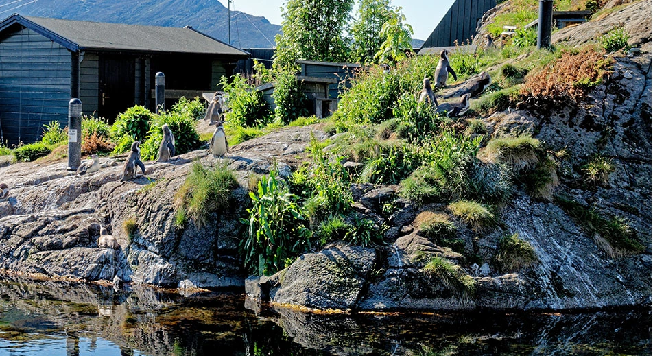 Aquarium d'Atlanterhavsparken, Alesund