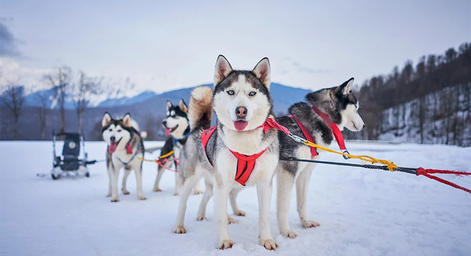 Traîneau à chiens à Tromsø