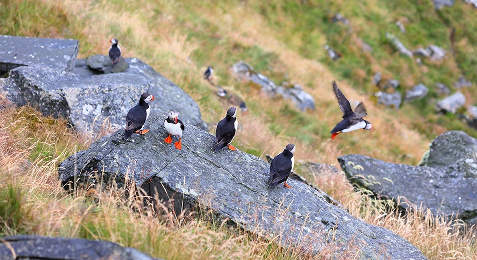 Observation des oiseaux près de Cap Nord, Honningsvåg