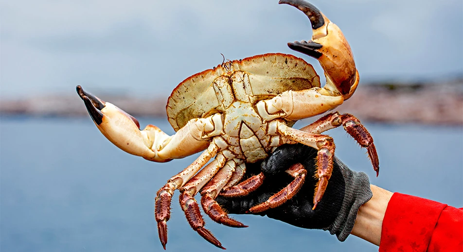Crabe royal en motoneige sur le fjord gelé, Kirkenes