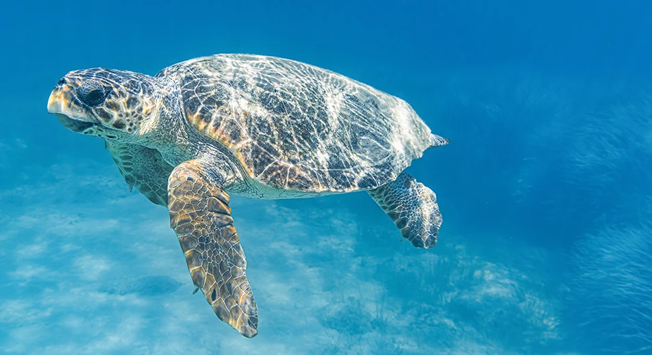 Nager avec les tortues Caretta Caretta