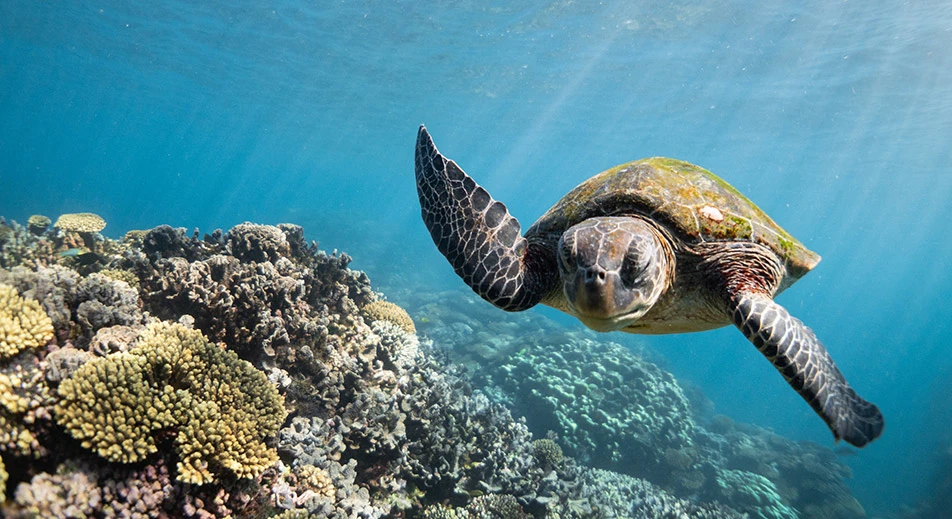 Visite de la plage des tortues