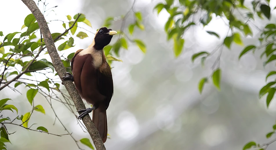Randonnée ornithologique sur l'île de Gam