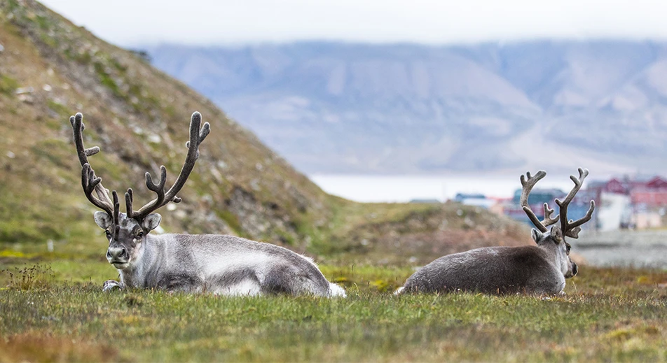 Excursions à la découverte de Longyearbyen