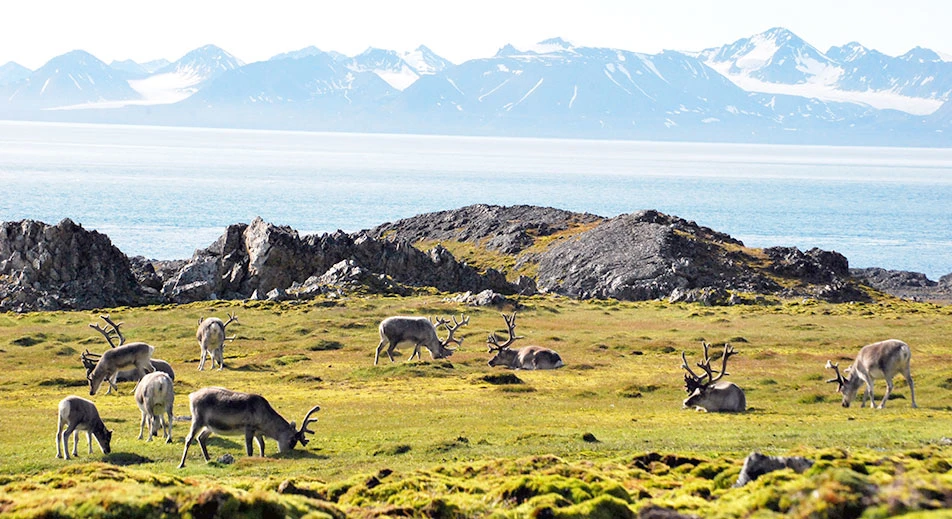 Exploration de Hornsund et Bellsund