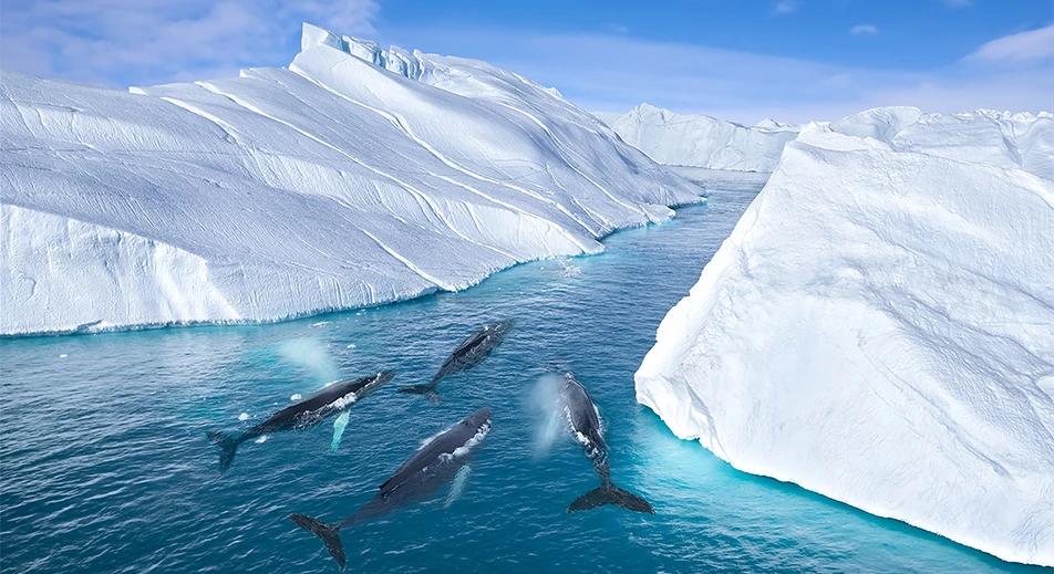 Ilulissat – Excursion en bateau vers le fjord de glace