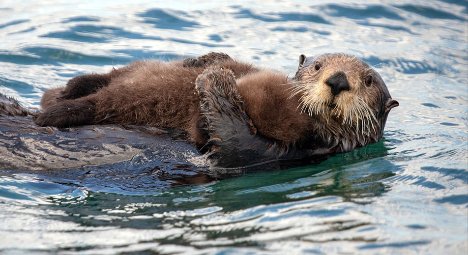 Sitka - Osservazione delle lontre marine e della fauna selvatica