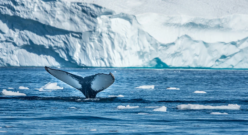 Excursions d’observation de la faune