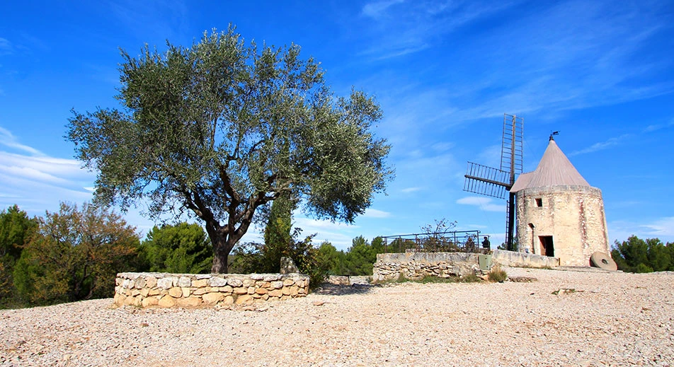 Visite d'Arles et d’un producteur d'huile d'olive