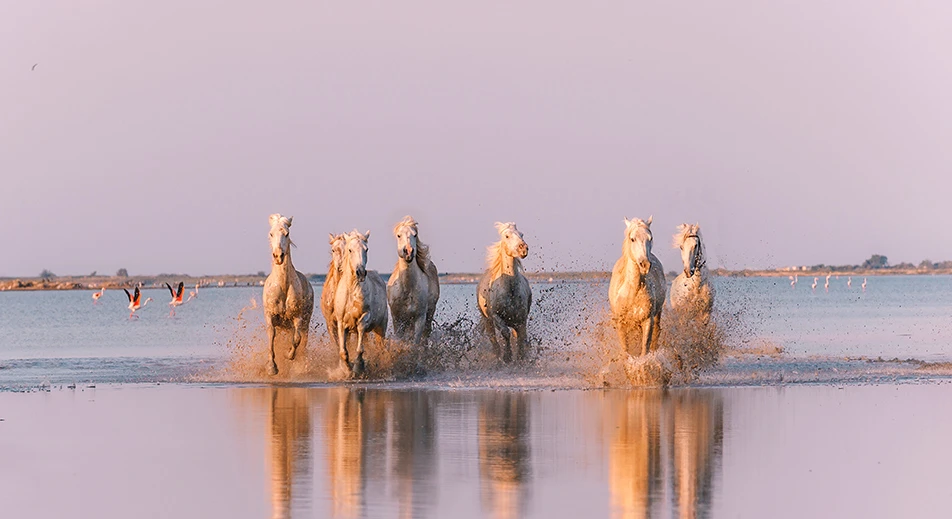 Excursion en Camargue, berceau de la culture et des traditions provençales