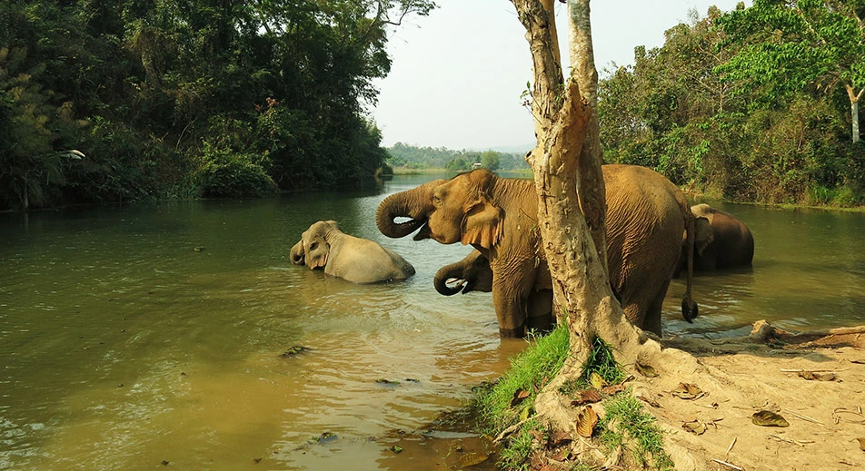 Xayaboury elephant conservation center
