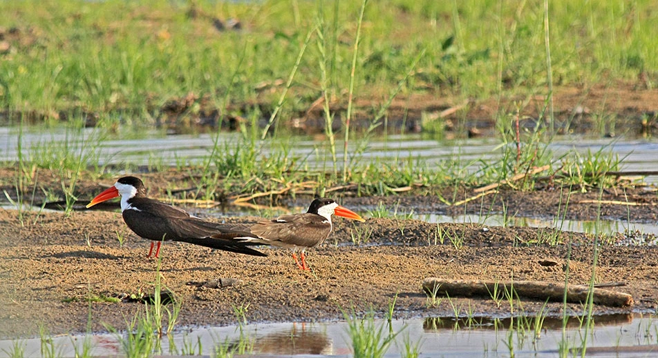 Conservation du Lower Zambezi