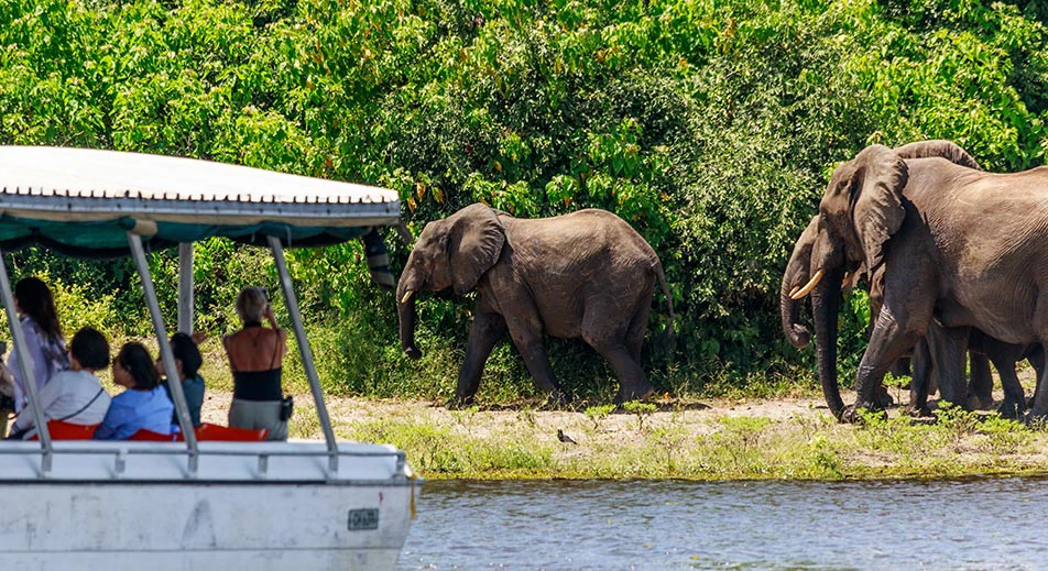 Safaris sur le fleuve Chobe en bateau