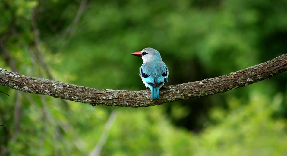 Observation des oiseaux