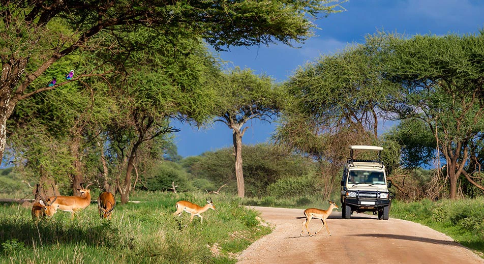 Tarangire safari