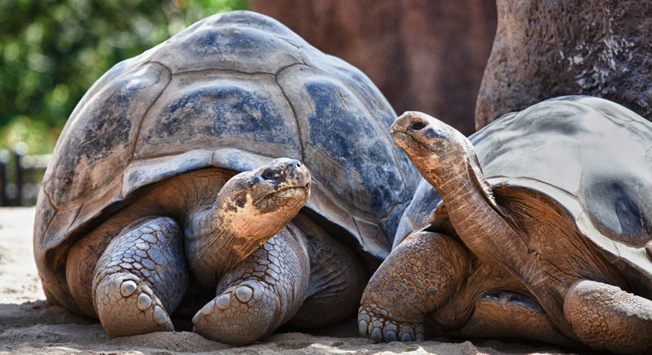 Visite de la Galapaguera "David Rodriguez" : centre d’élevage et de conservation des tortues géantes