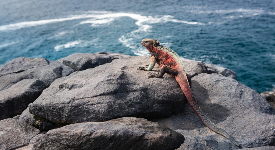 Exploration de la faune à Punta Suarez