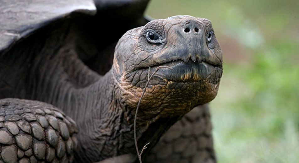 Rencontre avec les tortues géantes dans les Hautes Terres