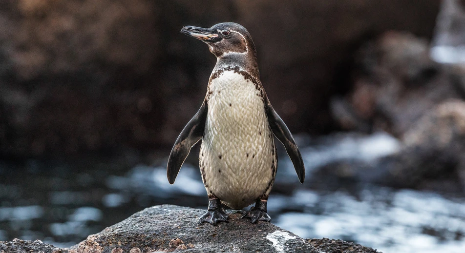 Excursion en zodiac : rencontre avec les pingouins joueurs