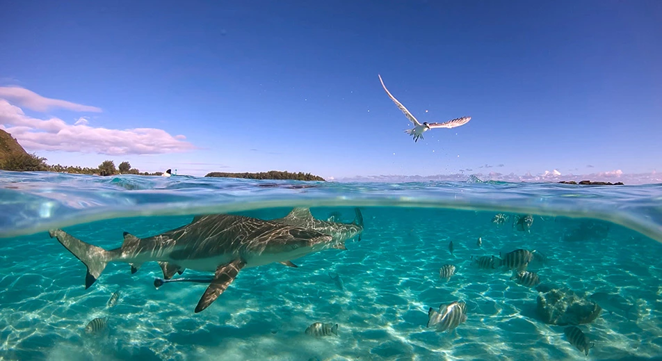 Die Entdeckung der „unendlichen Lagune“, das größte Atoll Französisch-Polynesiens, berühmt für seine „Mauer“ aus Haien, in Rangiroa
