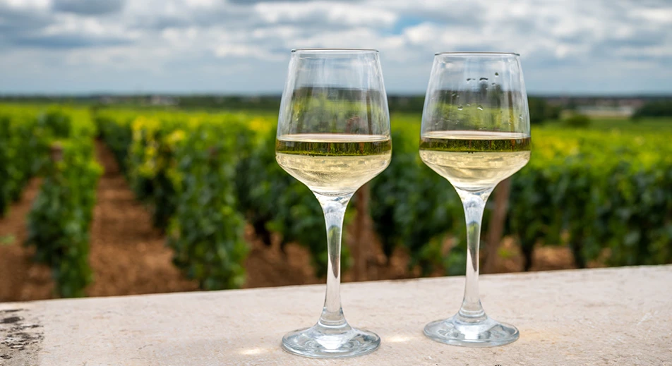Cata de vino Grand Cru Classé