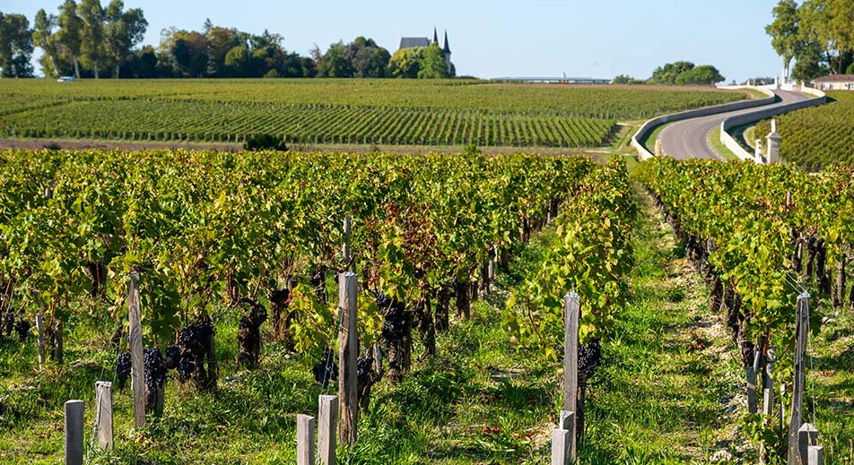 Cata de vino Grand Cru Classé del Médoc y recorrido panorámico por los viñedos